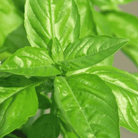 Leaf Acetate or CIIS III Hexanol Peppermint Oils